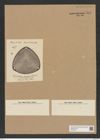 Triceratium arrogans Truan et Witt (de-Toni-Nr.: Genus 140, Species 3781) Zeichnungen Sammlung Grunow Nr. 7293 (NHMW-BOT-W0376317)